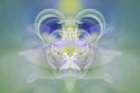 Star of Bethlehem Art Print